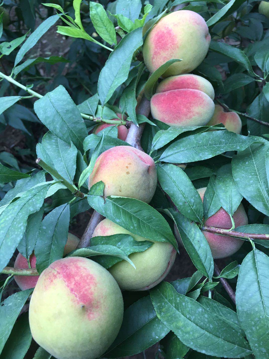 ��ֲ���ص�ˮ����