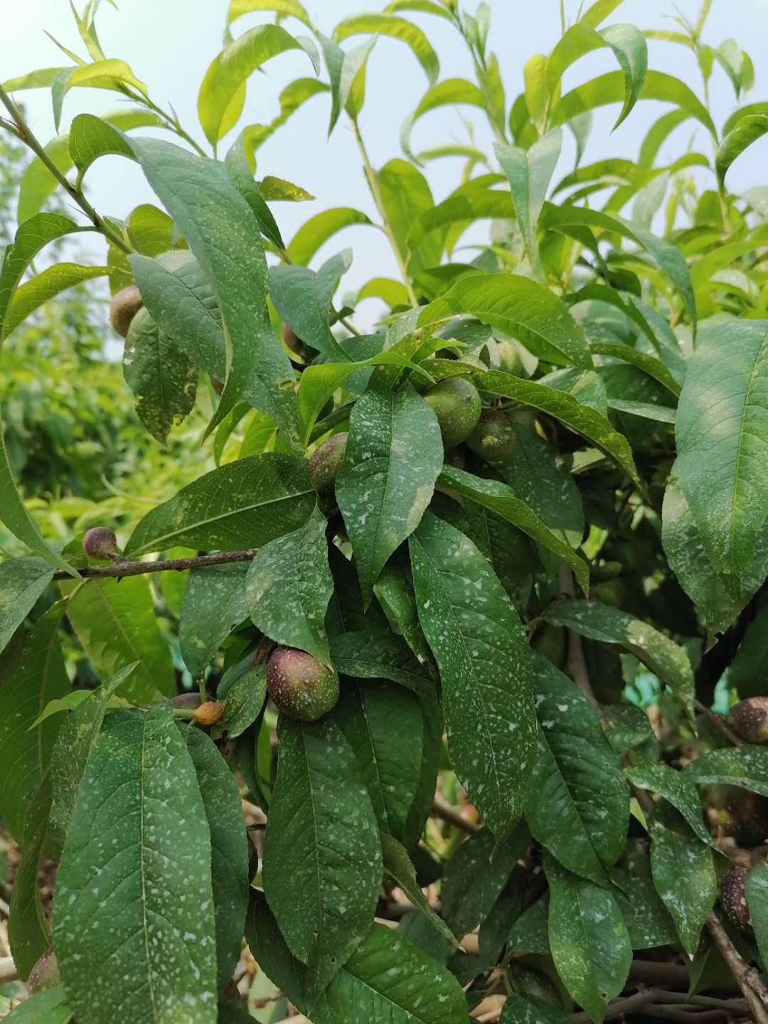 ������ֲ�ĸ���ˮ��