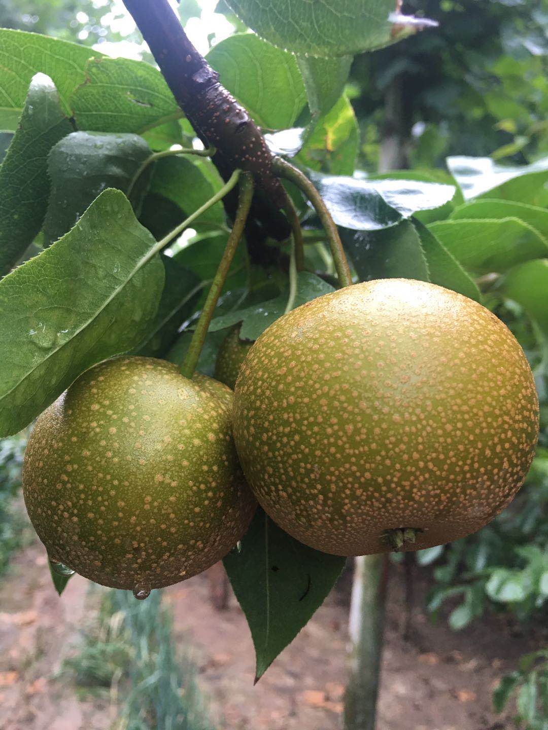 ���ִ���