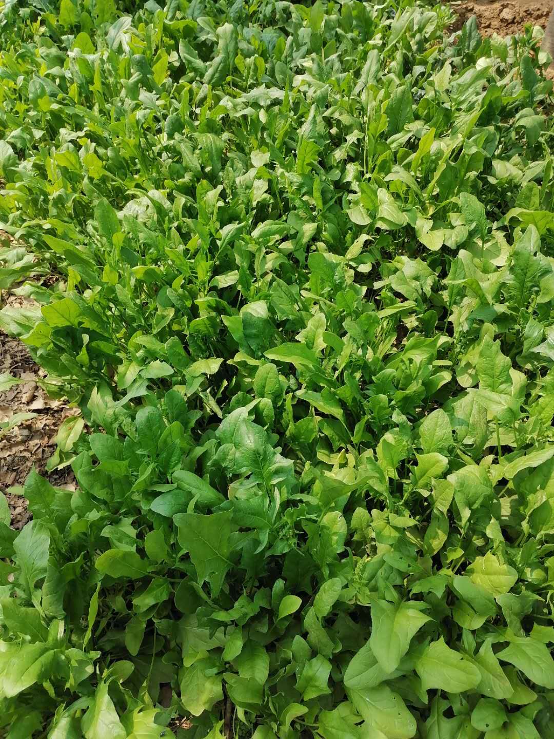 ������ֲ�����߲�