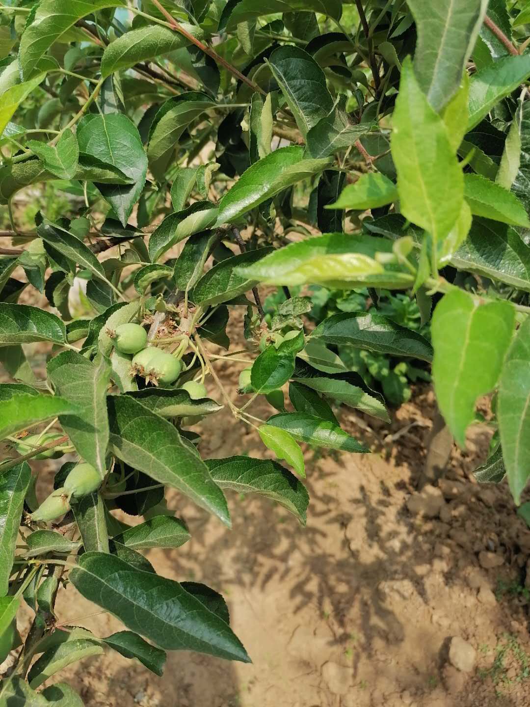 ������ֲ��ˮ��